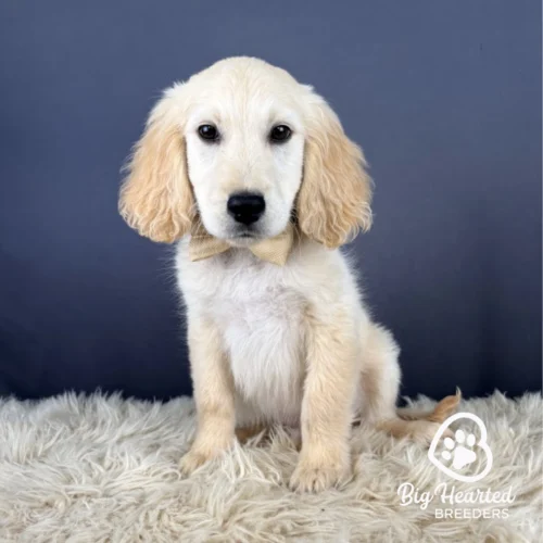 Arthur, Mini Golden Retriever Puppy, Big Hearted Breeders