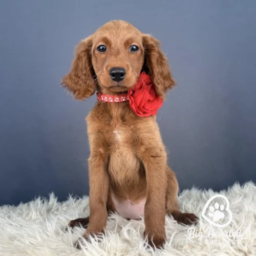 Aura, Mini Golden Retriever puppy wearing red collar