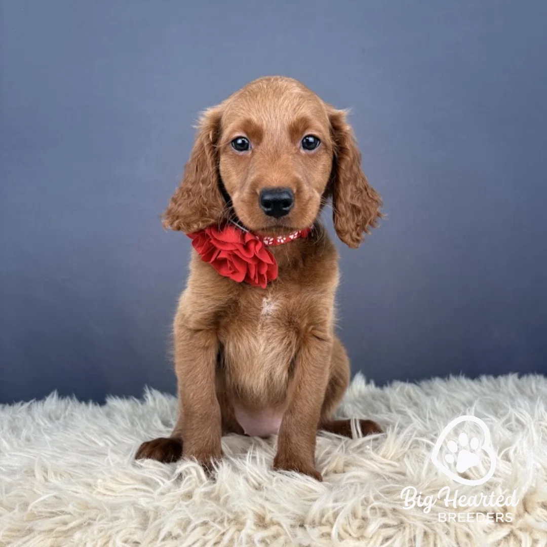 Aura, Mini Golden Retriever puppy wearing red collar