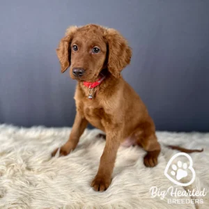 Cavalier Golden Retriever puppy sitting, with a red collar