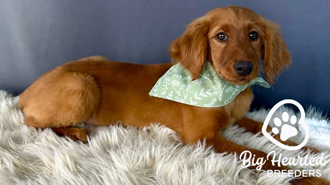 Golden Retriever lying down, wearing a bandana