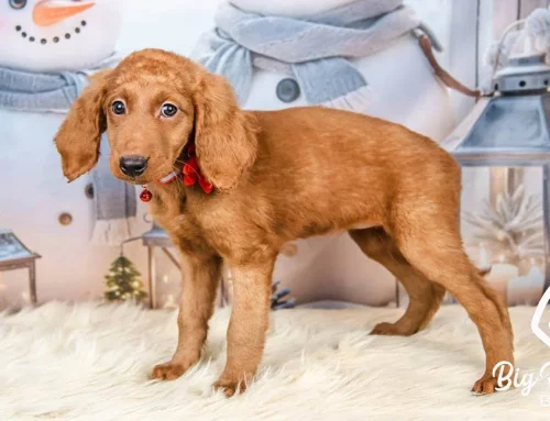 Why the Cavalier Golden Retriever Mix Is So Special