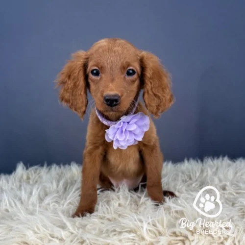 Crown, Mini Golden Retriever puppy wearing purple collar