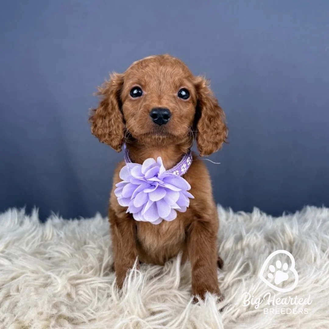 Crown Crown, Mini Golden Retriever puppy wearing purple collar