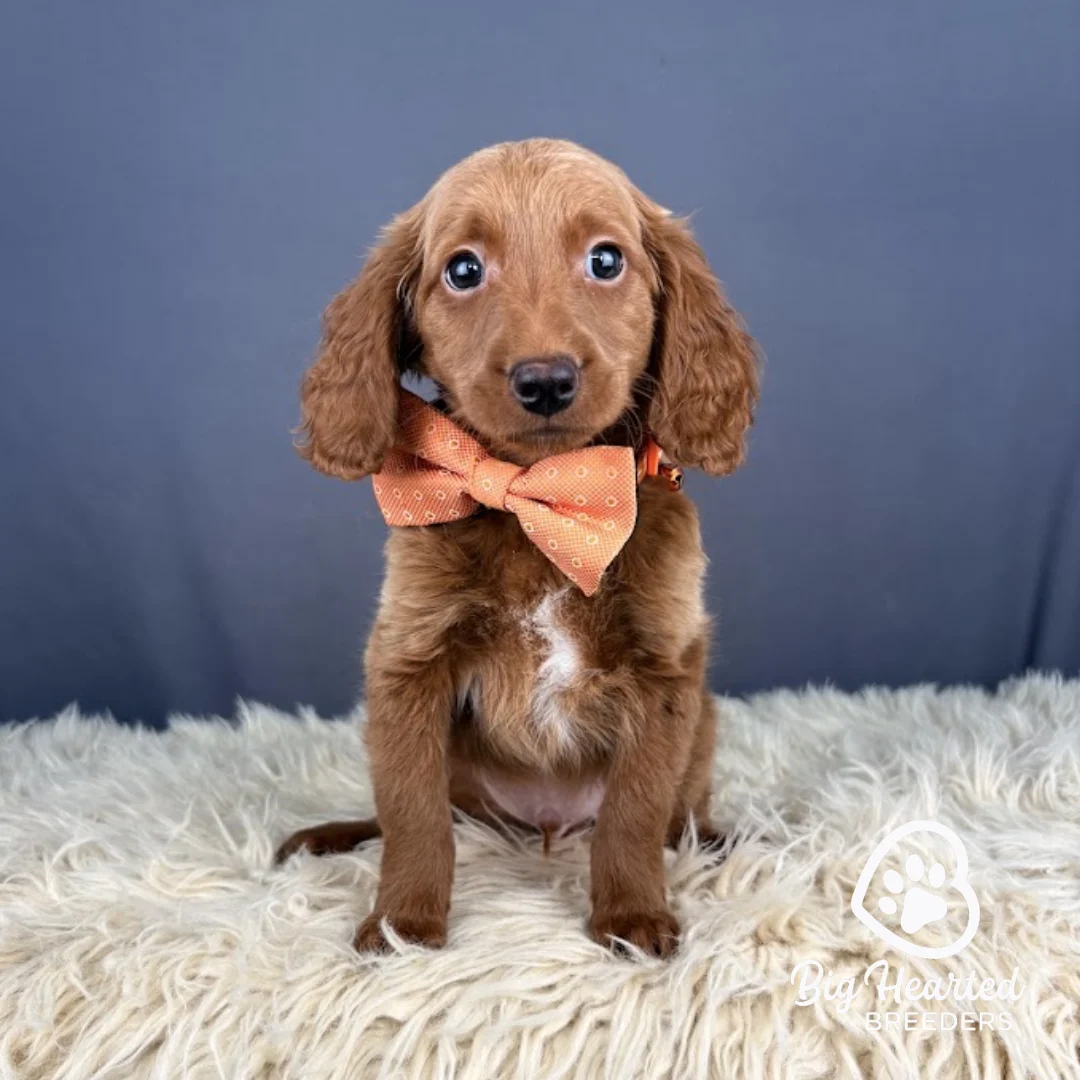Fishstick, Mini Golden Retriever puppy wearing orange collar