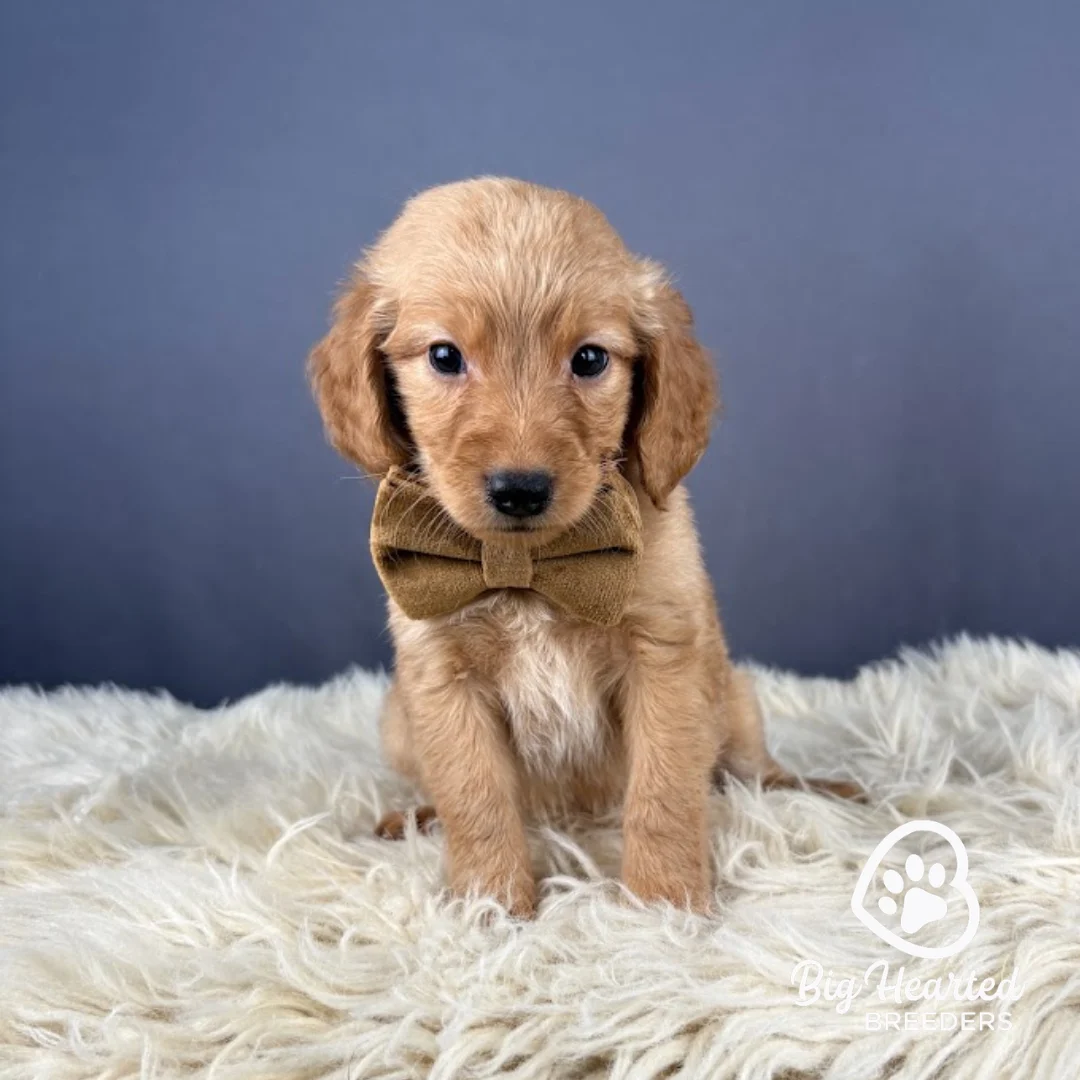 Glider-6th-week Glider, Mini Golden Retriever puppy wearing brown collar