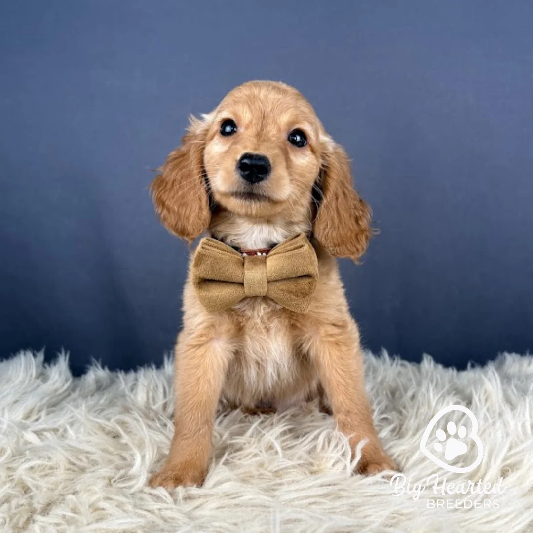 Glider Glider, Mini Golden Retriever puppy wearing brown collar