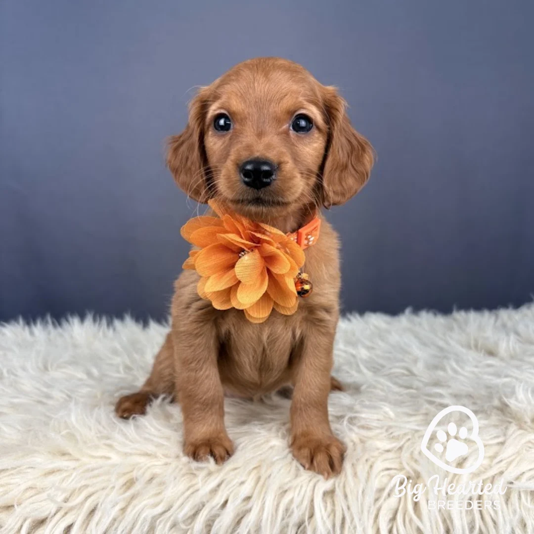 Gloria, Mini Golden Retriever Puppy wearing orange collar