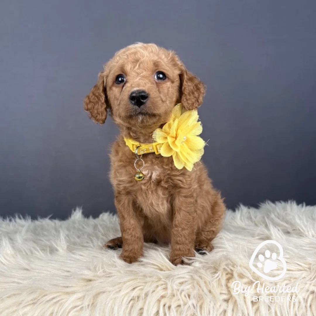 Hershey, Mini Golden Retriever Puppy, Big Hearted Breeders