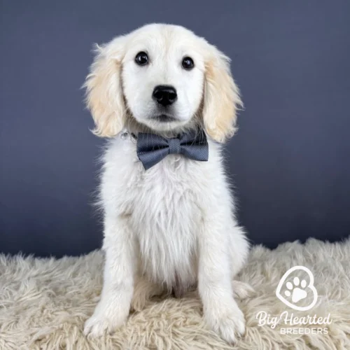 Lenny, Mini Golden Retriever Puppy, Big Hearted Breeders