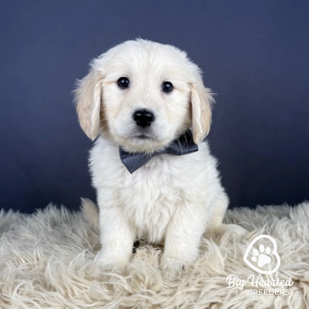 Lenny, Mini Golden Retriever Puppy, Big Hearted Breeders