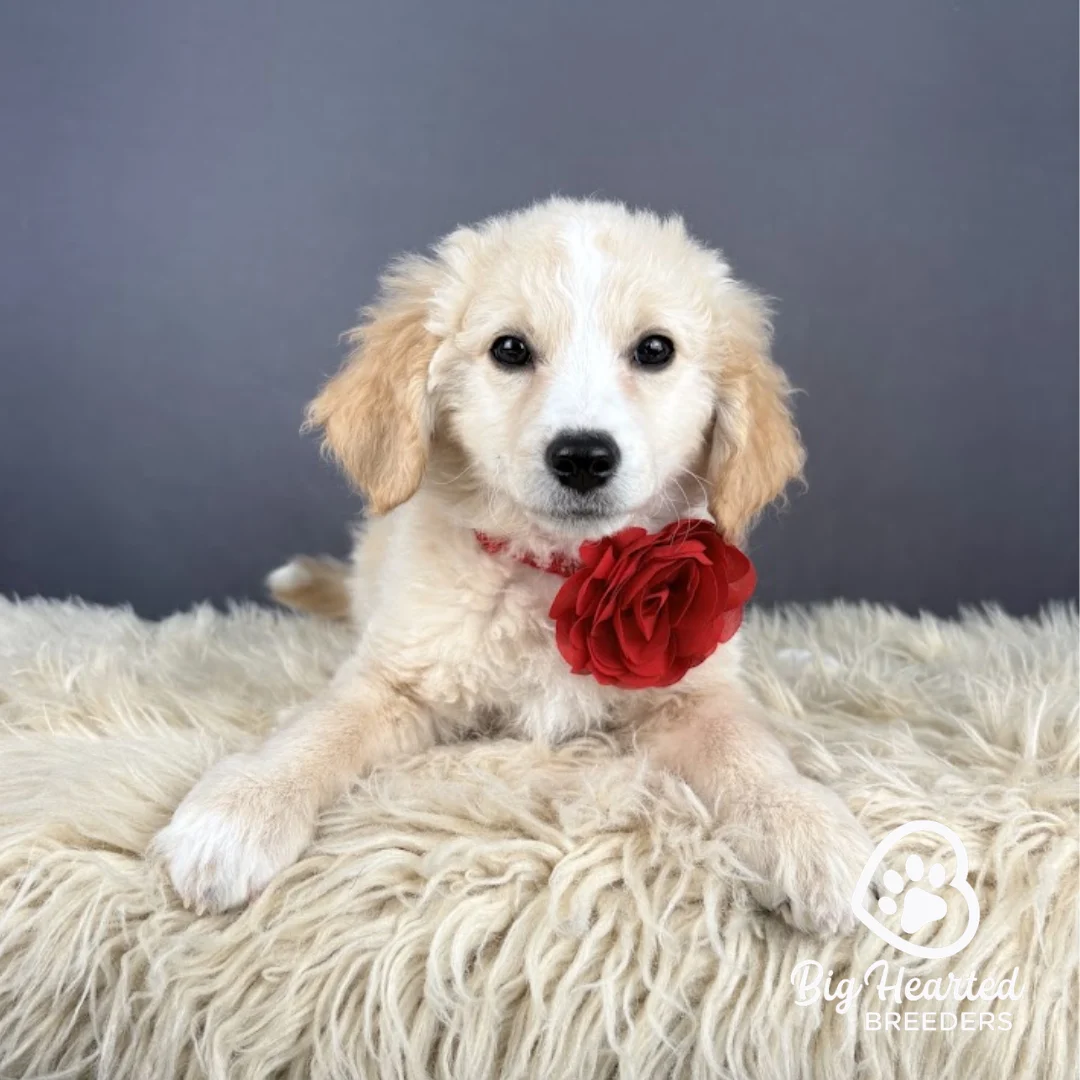 Liberty, Mini Golden Retriever Puppy laying down