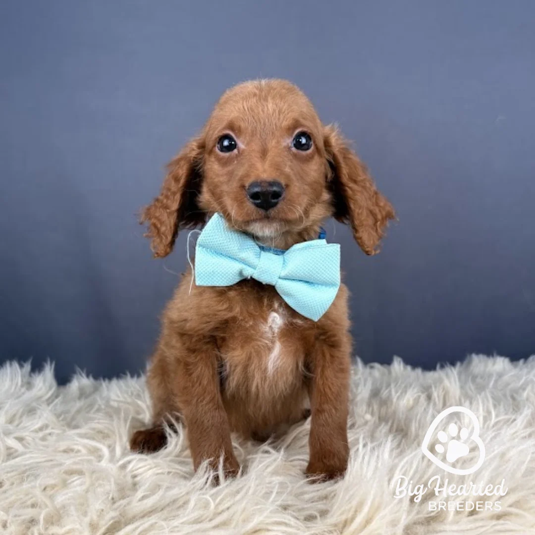 Loot Loot, Mini Golden Retriever puppy wearing light blue collar
