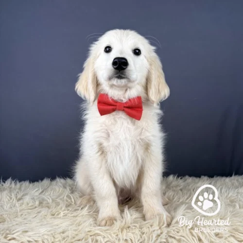 Mario, Mini Golden Retriever Puppy wearing red collar