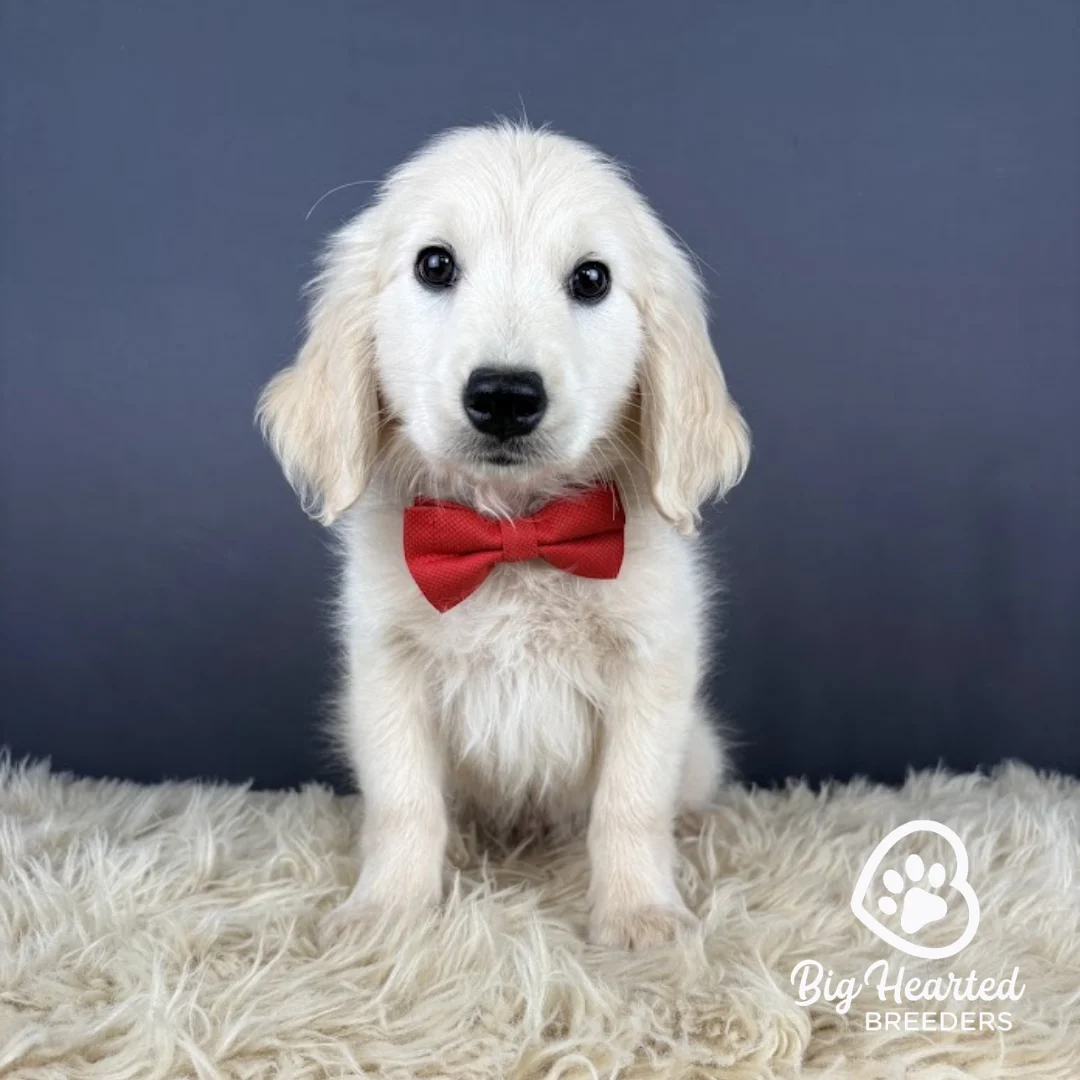 Mario, Mini Golden Retriever Puppy wearing red collar