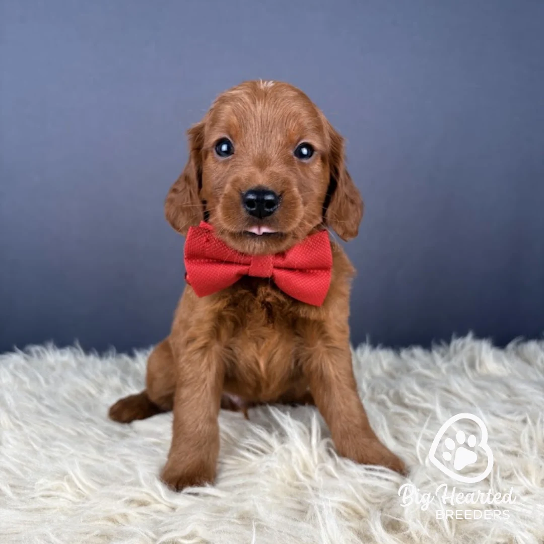 Marty, Mini Golden Retriever sitting up
