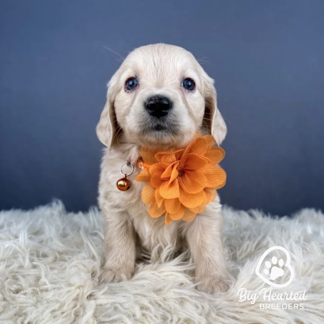 Peach, Mini Golden Retriever puppy wearing orange collar