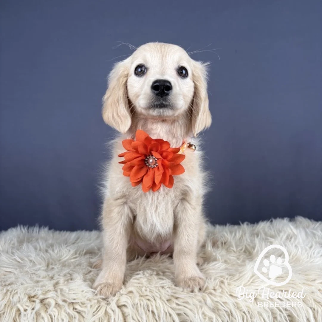 Peach, Mini Golden Retriever puppy wearing orange collar