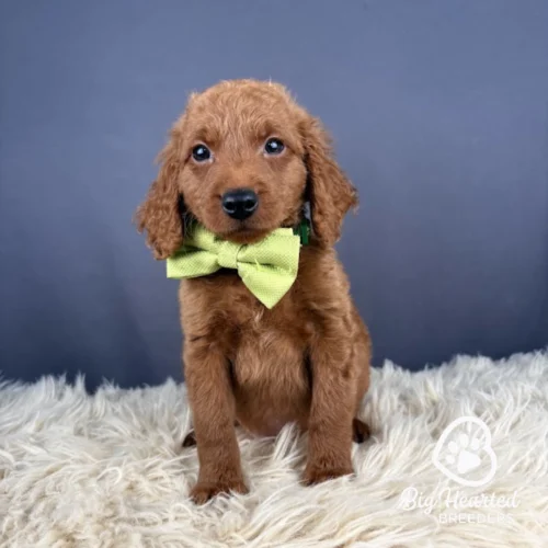 Peely, Mini Golden Retriever puppy wearing green collar