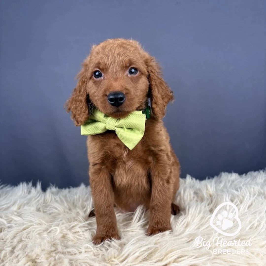 Peely Peely, Mini Golden Retriever puppy wearing green collar