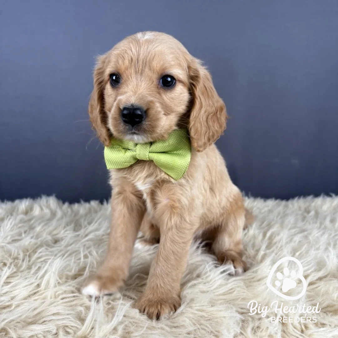 Peter Mini Golden Retriever puppy Peter wearing green collar