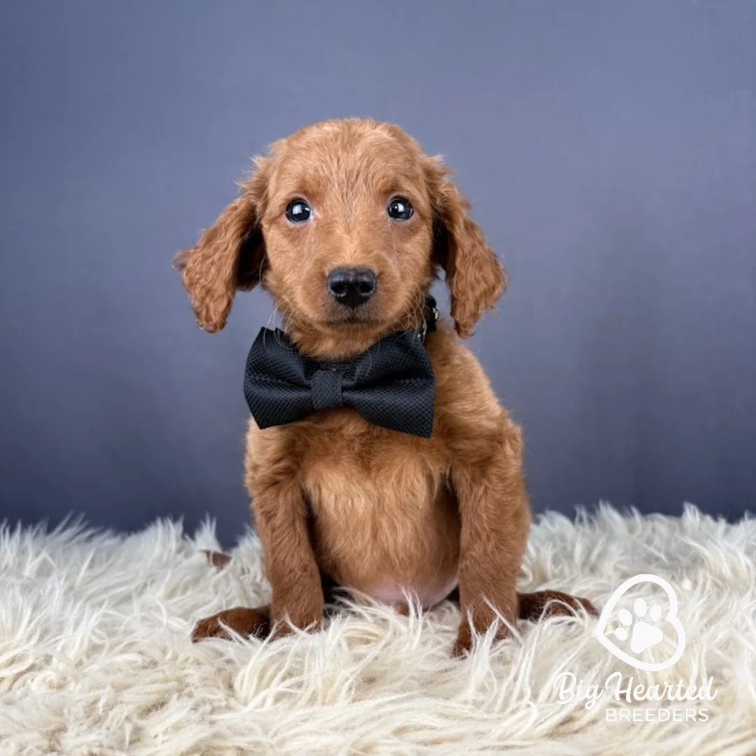 Quest Mini Golden Retriever puppy Quest wearing black collar