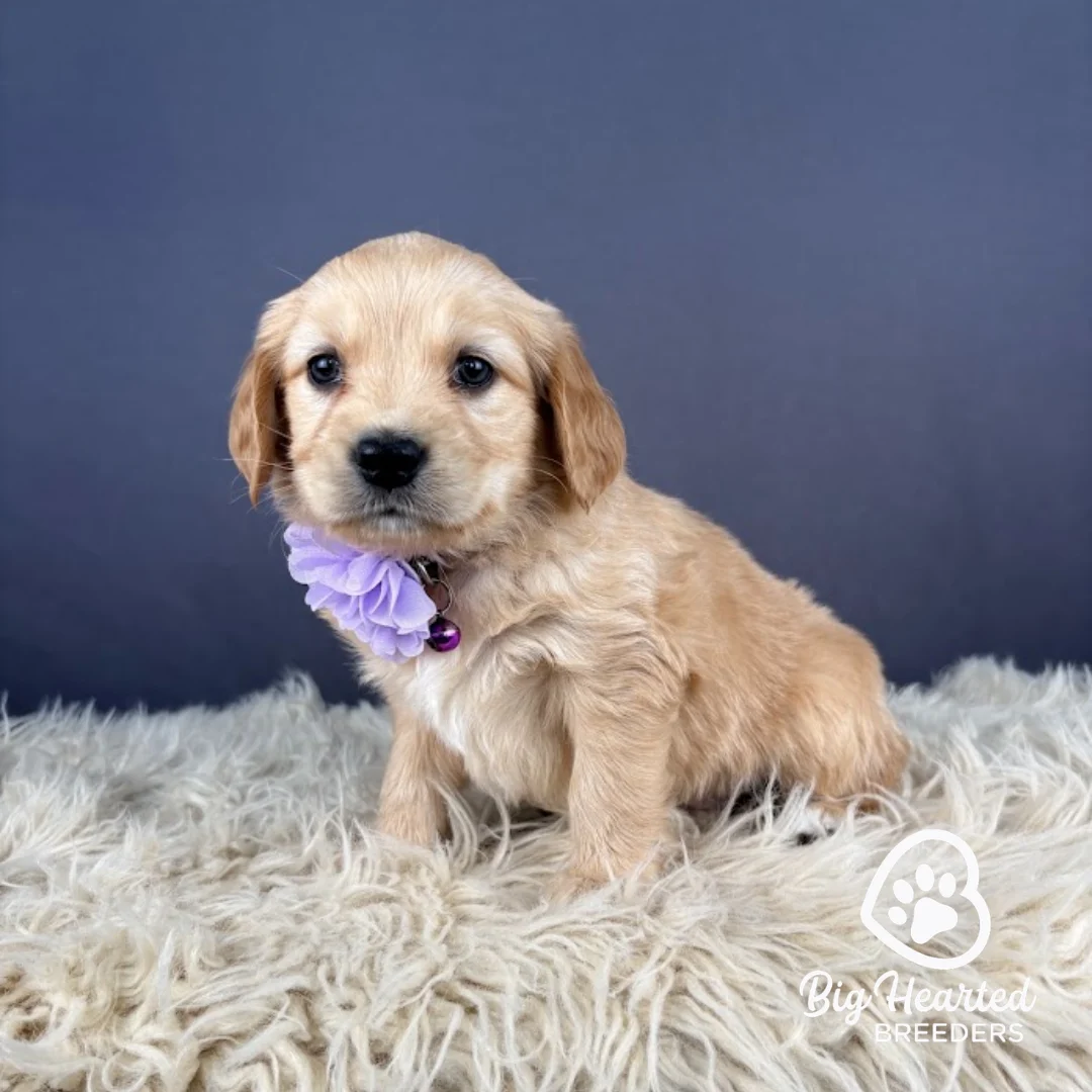 Rosalina, Mini Golden Retriever Puppy wearing purple collar