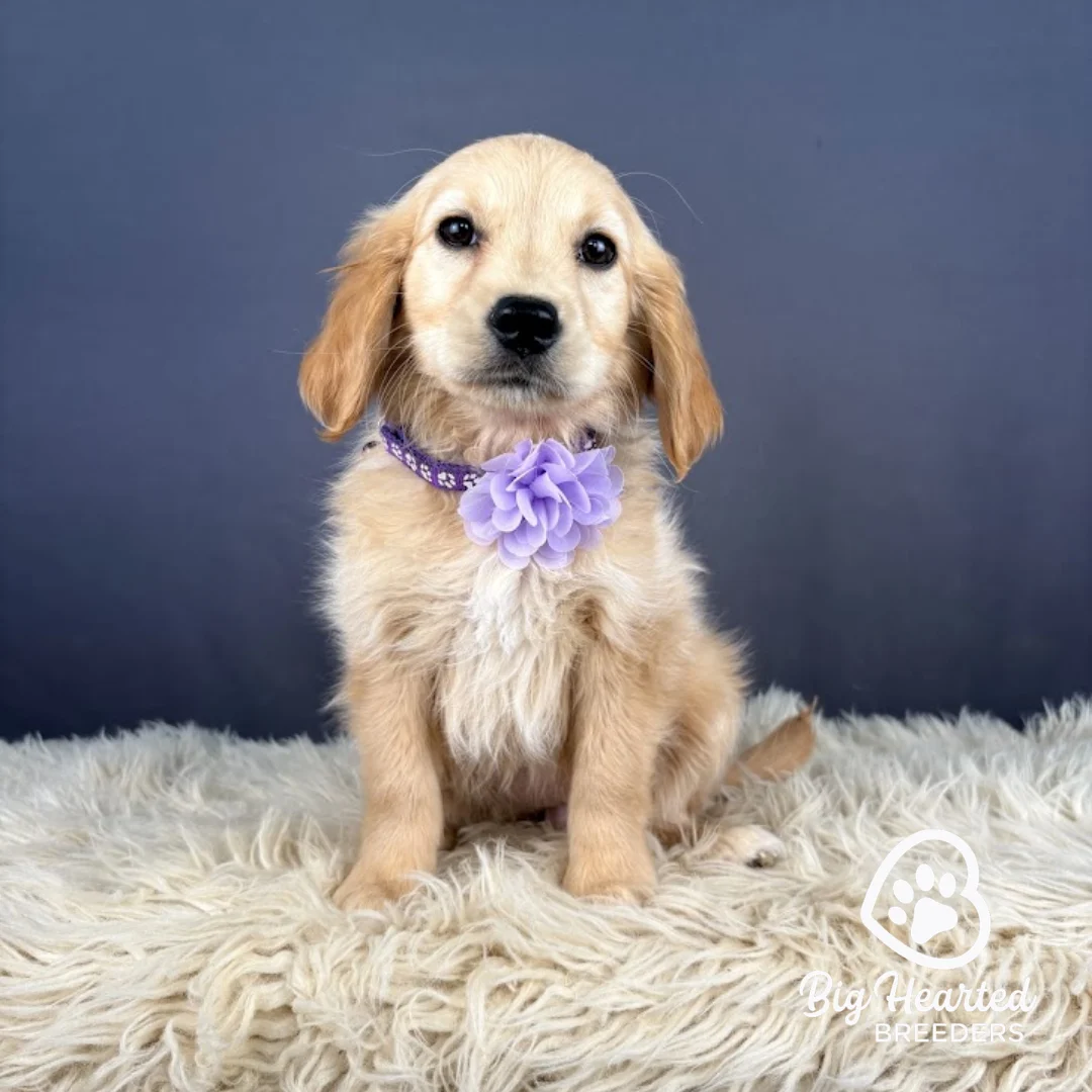 Rosalina, Mini Golden Retriever Puppy wearing purple collar