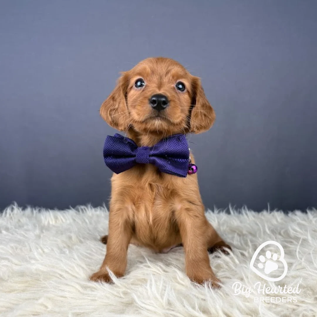 Mini Golden Retriever puppy Skipper wearing purple collar