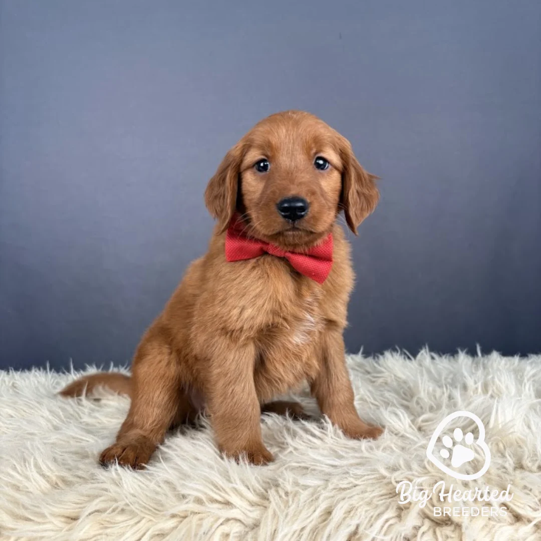 S`mores-6th-week S`mores, Mini Golden Retriever Puppy, Big Hearted Breeders
