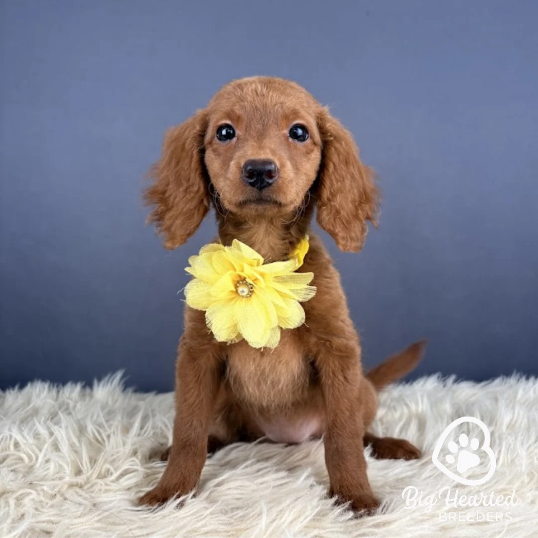 Sunny, Mini Golden Retriever puppy wearing yellow collar