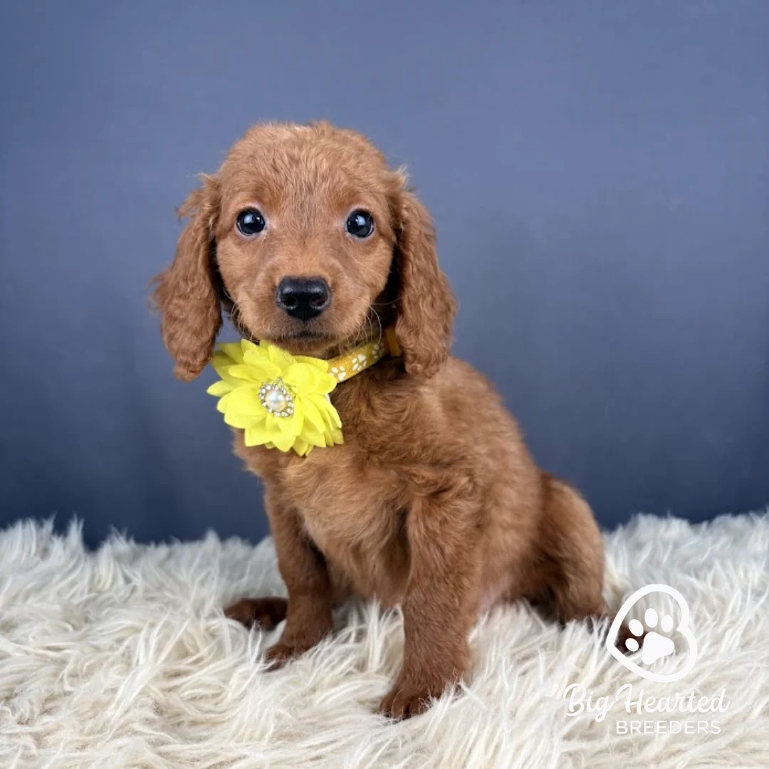Sunny Sunny, Mini Golden Retriever puppy wearing yellow collar