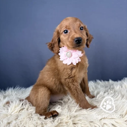 Mini Golden Retriever puppy Victory wearing pink collar