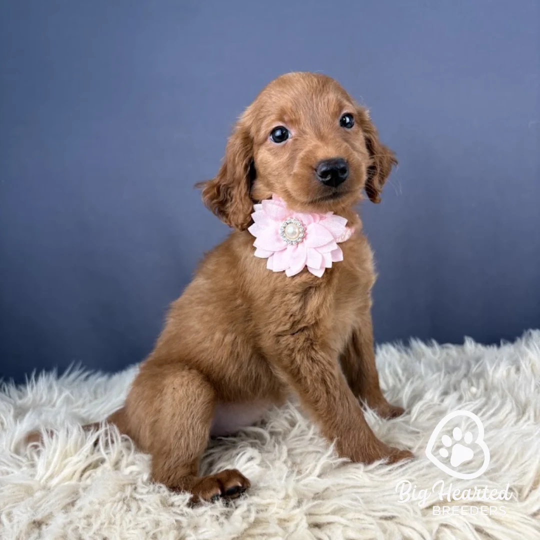 Victory Mini Golden Retriever puppy Victory wearing pink collar