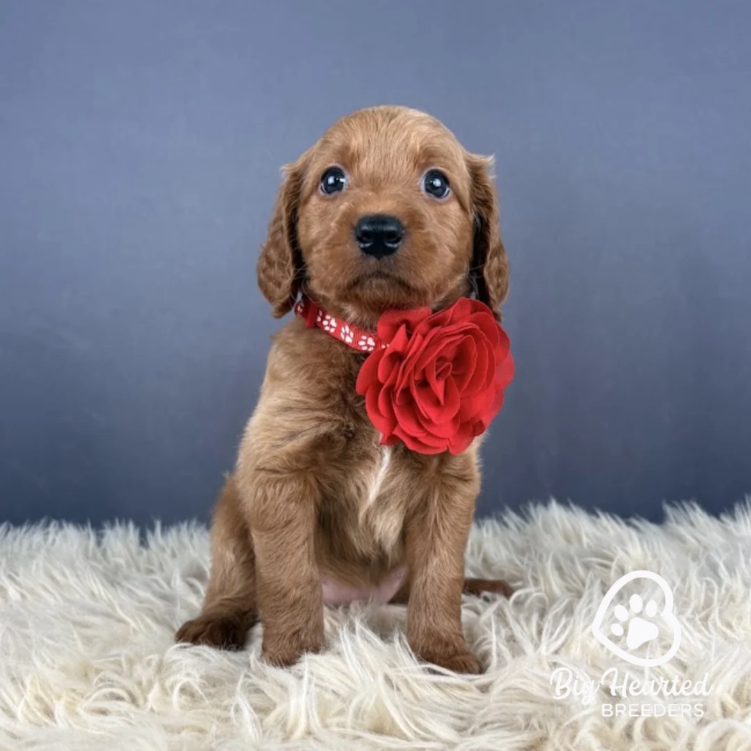 Aura Aura, Mini Golden Retriever puppy wearing red collar