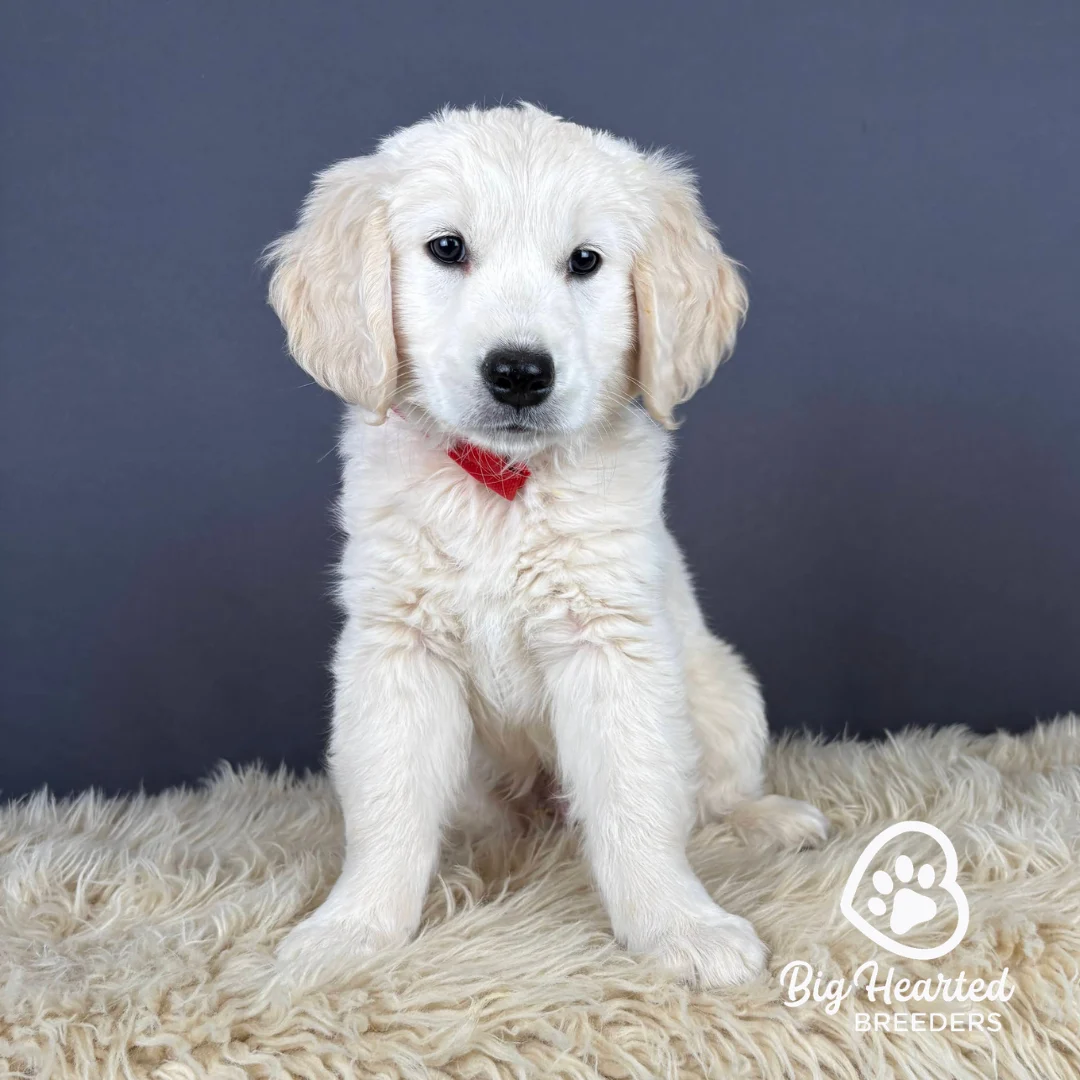 Chip, Mini Golden Retriever Puppy, Big Hearted Breeders