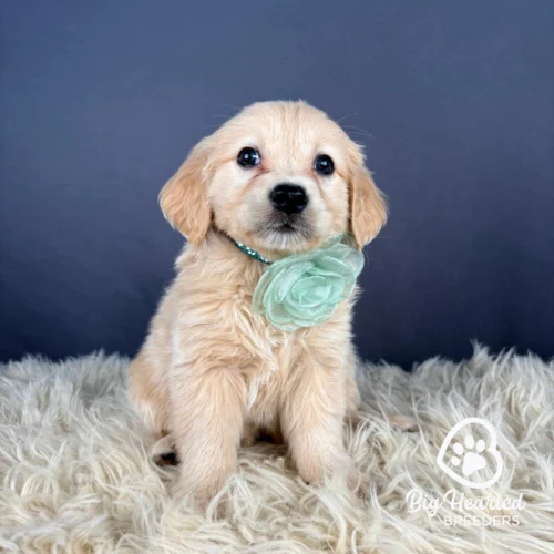 Daisy, Mini Golden Retriever wearing green collar