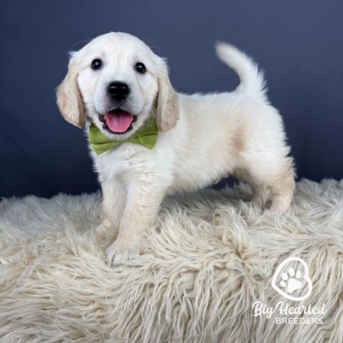 Dutch, Mini Golden Retriever Puppy, Big Hearted Breeders