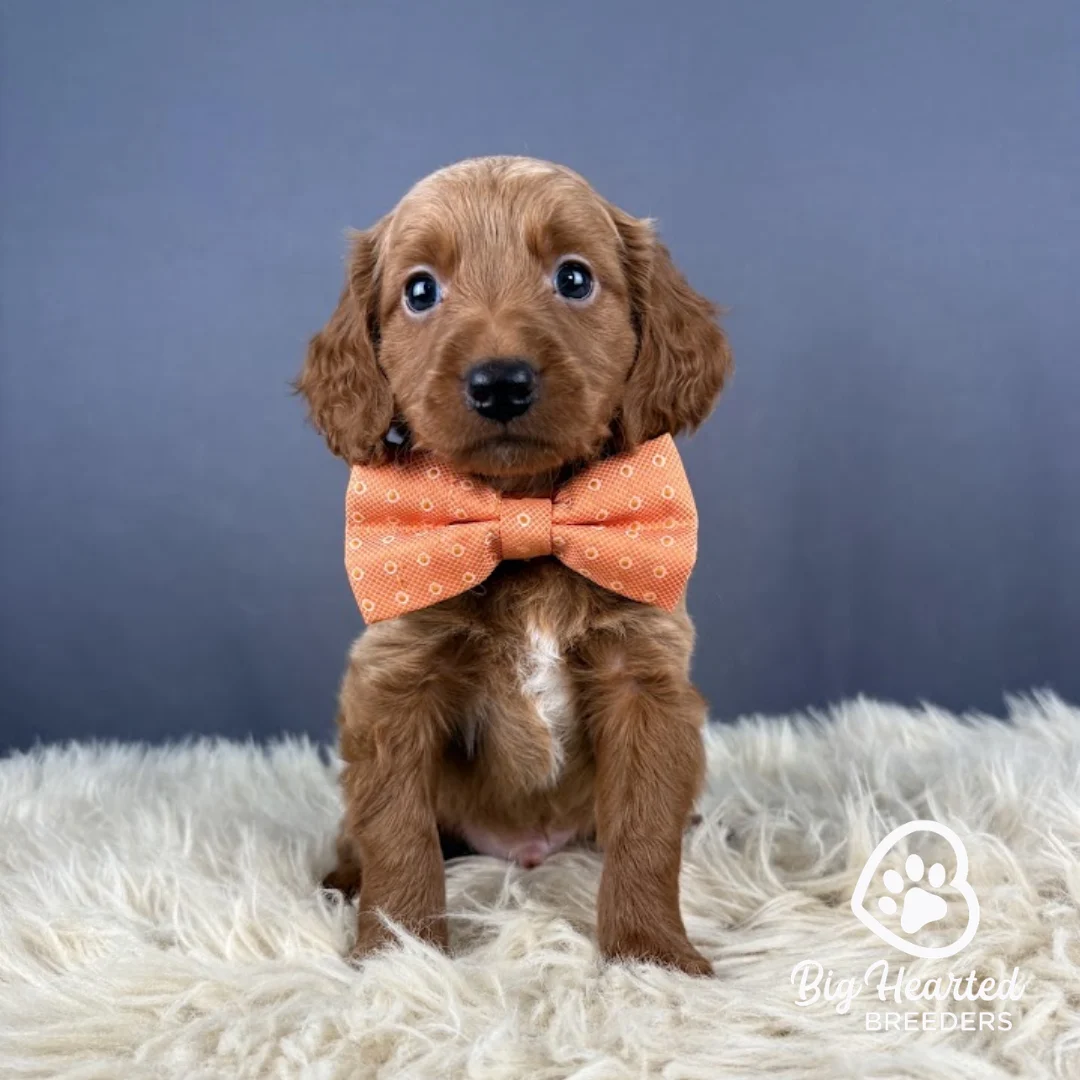 Fishstick Fishstick, Mini Golden Retriever puppy wearing orange collar