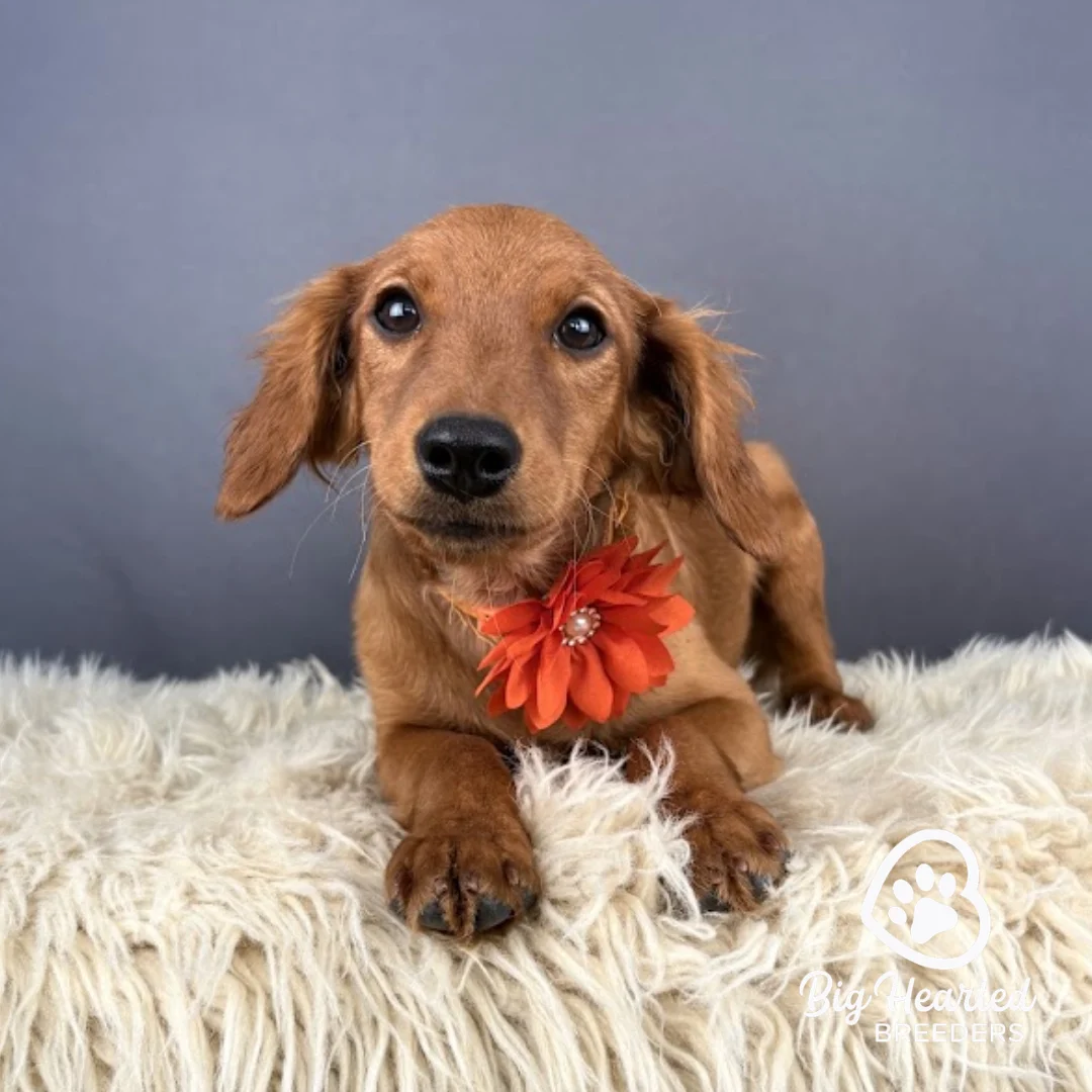 Gloria, Mini Golden Retriever Puppy wearing orange collar