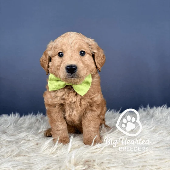 Mini Golden Retriever puppy Heath, Big Hearted Breeders