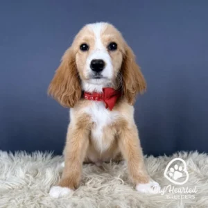 Hook, Mini Golden Retriever puppy, Big Hearted Breeders