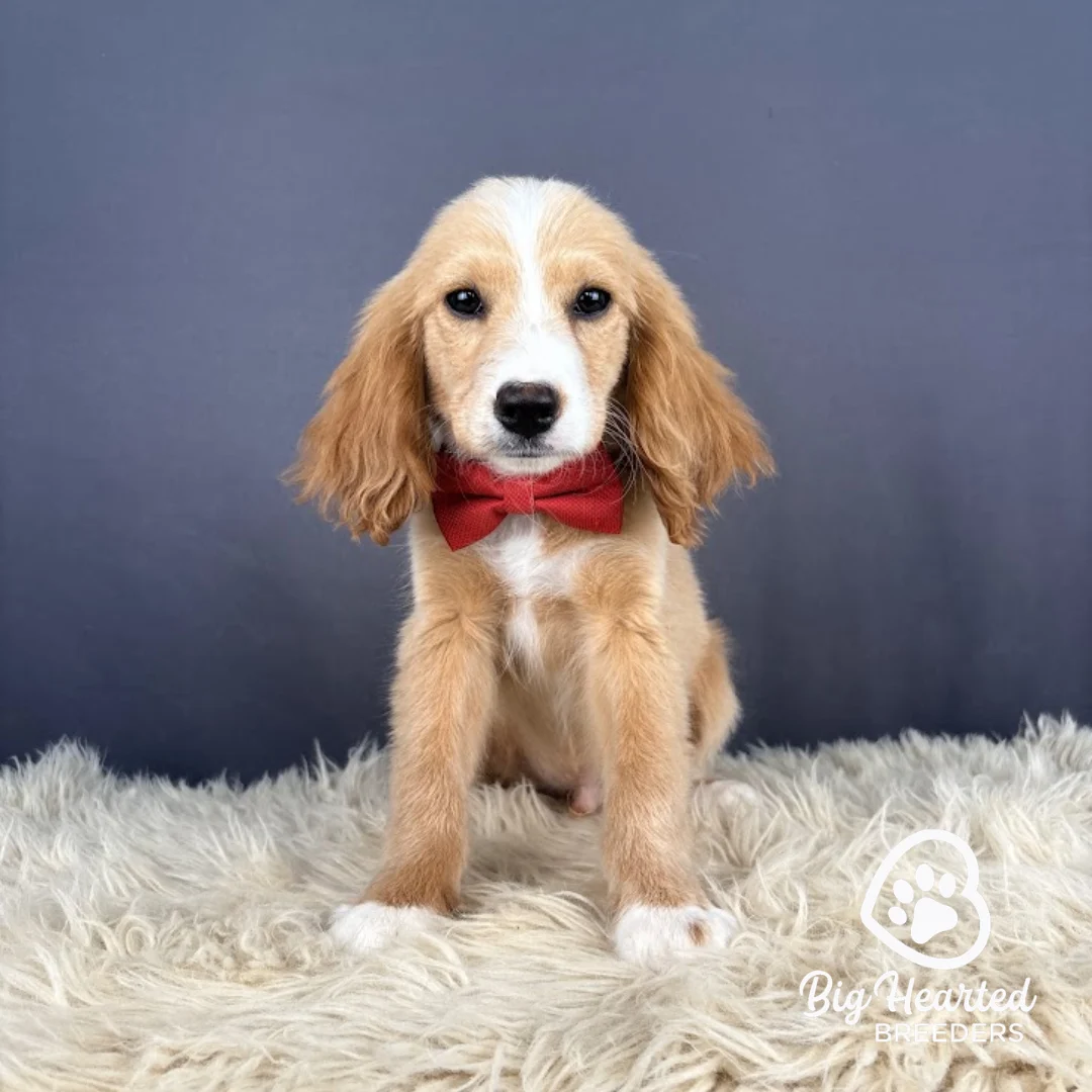 Hook Hook, Mini Golden Retriever puppy, Big Hearted Breeders