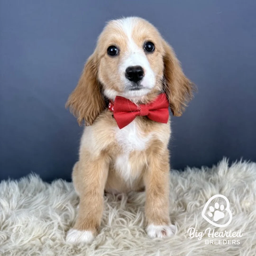 Hook, Mini Golden Retriever puppy, Big Hearted Breeders