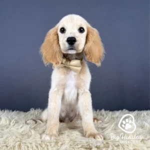John, Mini Golden Retriever puppy wearing yellow collar