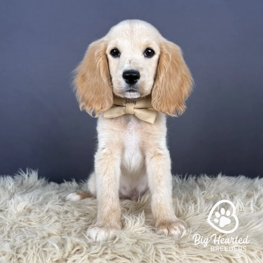 John, Mini Golden Retriever puppy wearing yellow collar