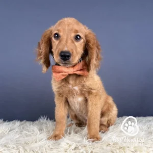 Johnny Mini Golden Retriever Puppy wearing an Orange Collar