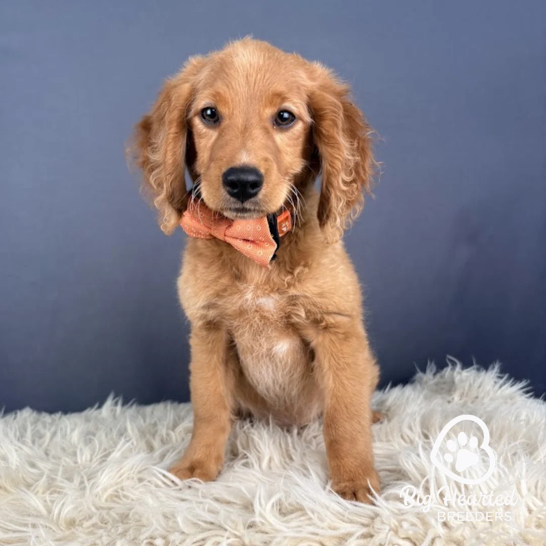 Johnny Mini Golden Retriever Puppy wearing an Orange Collar