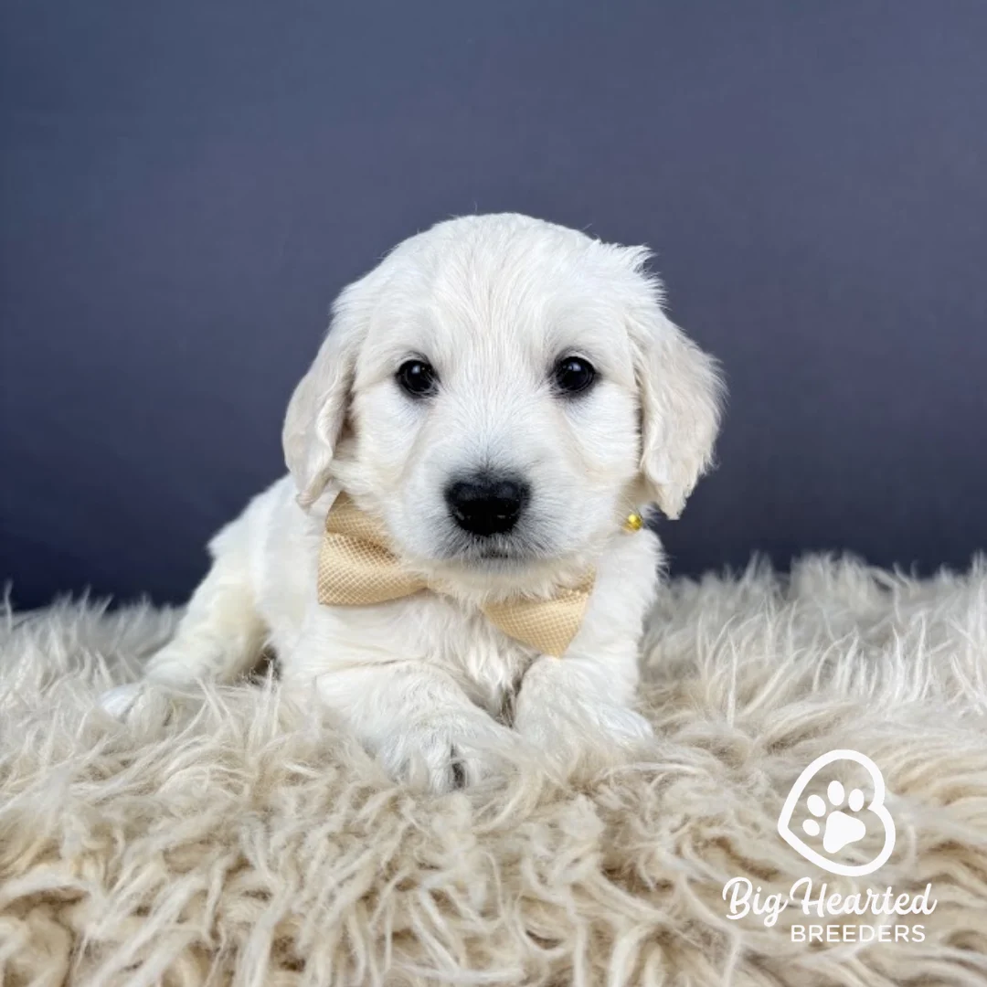 Luigi, Mini Golden Retriever Puppy wearing yellow collar