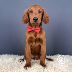Marty, Mini Golden Retriever sitting up